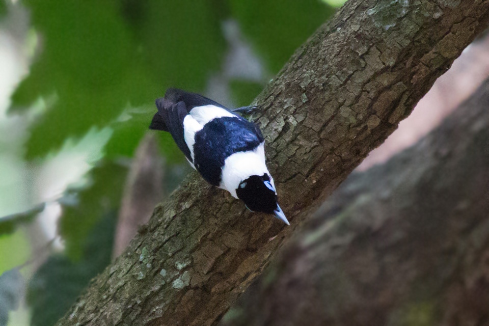 Frilled Monarch (Arses telescophthalmus)